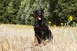 BEAUCERON 776